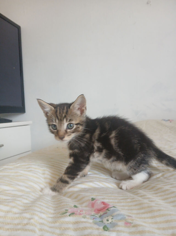 Tuxedo/Tabby kittens