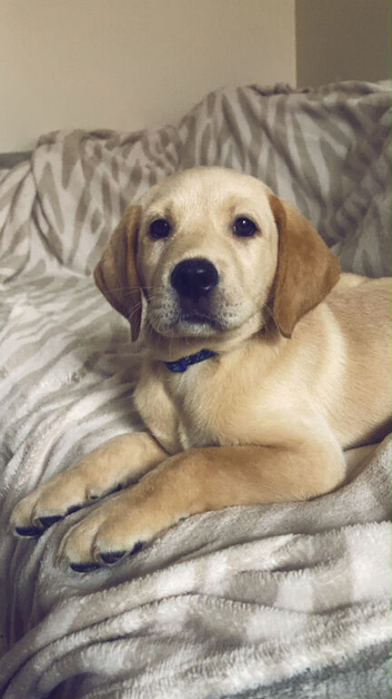 Kc reg 1 Labrador pup left