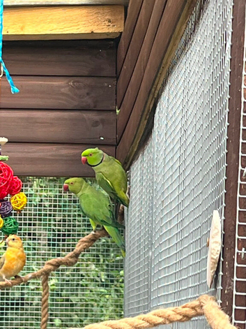Indian ring neck