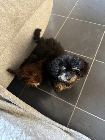 Cockapoo x Shitzu