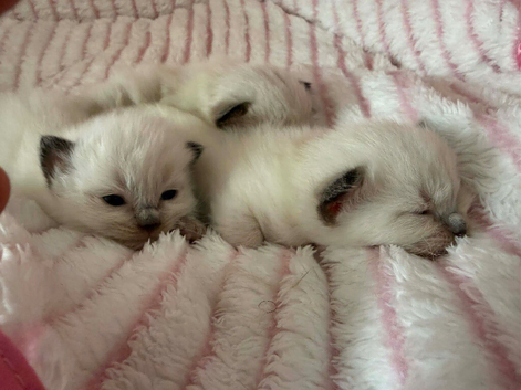 3 Ragdoll boys from littet of 5 .father bluepoint mother sealpoint.
