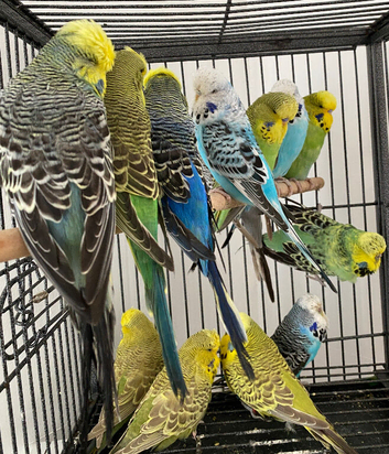 exhibition Budgies