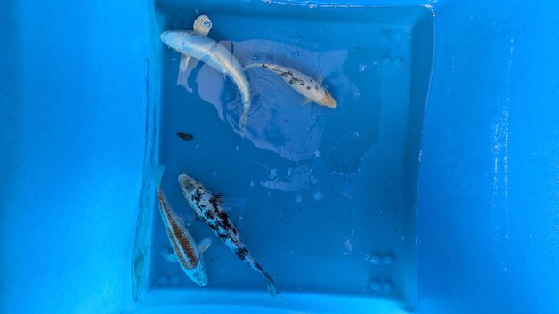 8-10 inch koi carp for sale Northamptonshire