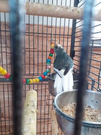 Pair of kakarikis and cadge &pound;130