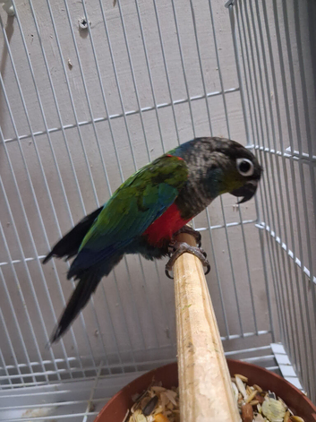 Red chest conure