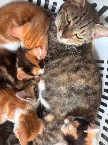 5 beautiful fluffy kittens for sale