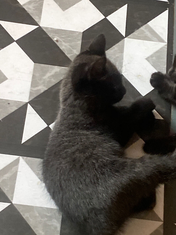 2 months plus kittens for sale