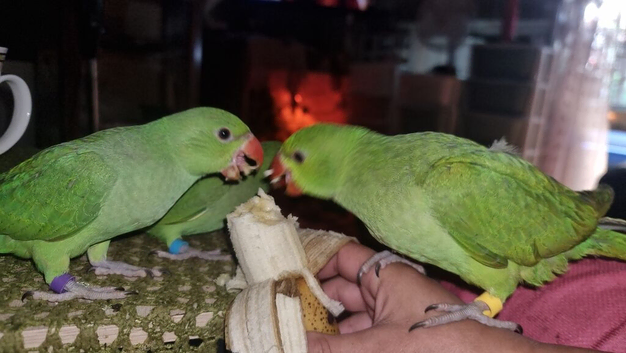 Hand raised ringnecks