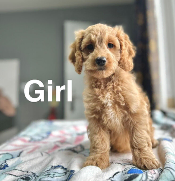 Stunning cockapoo available to view