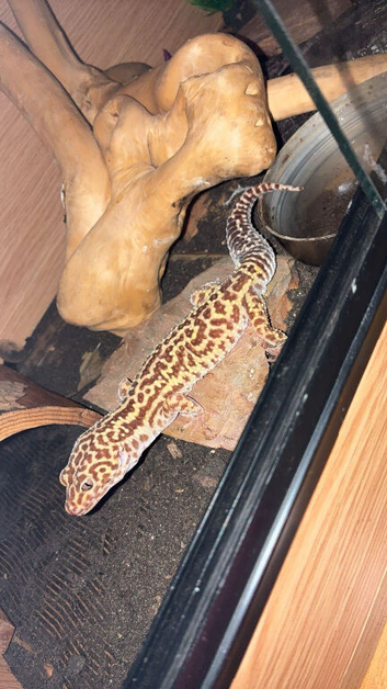 Leapord gecko