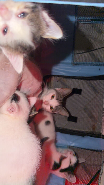 2 Kittens looking for new home
