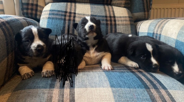 Collie/Husky