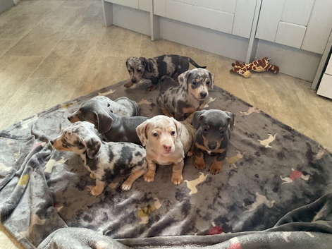 Daxie jacks