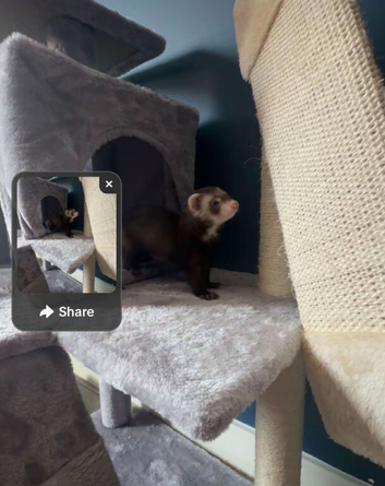 Ferret Kits 9 weeks