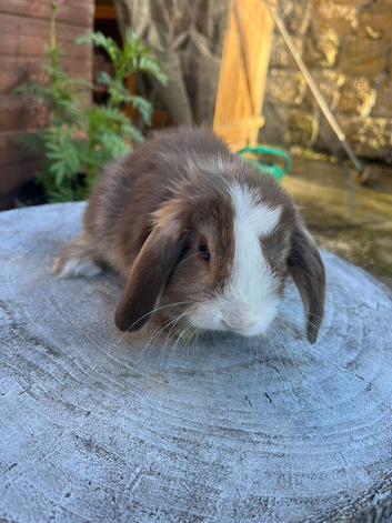 Mini lops ready to go Saturday 27th june