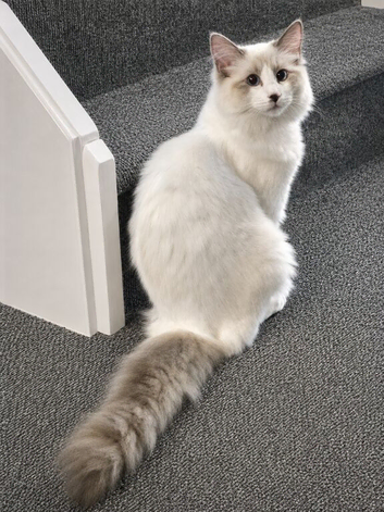 Male blue bicolour 8 months