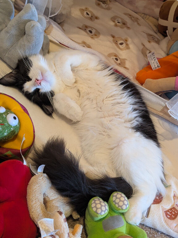 6 month kitten for re-home