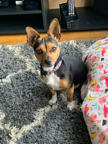 Urgent: loving home needed