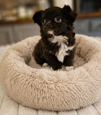 Chihuahua - beautiful brown female long coat&nbsp;