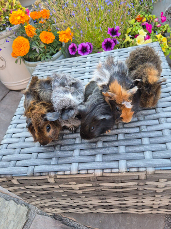 Beautiful Baby Boy Guinea Pigs