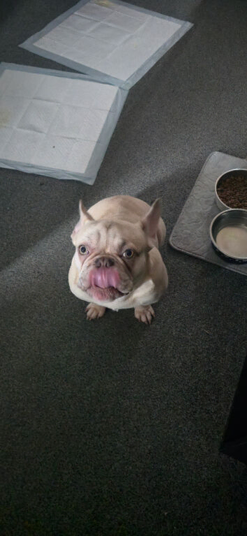 French bull-dog.