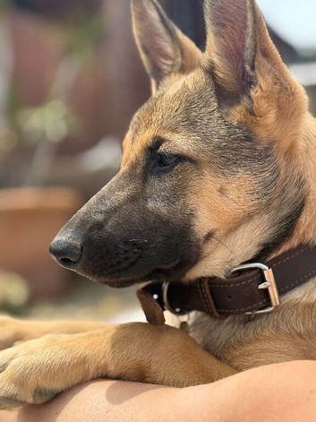 4 month old GSD puppy