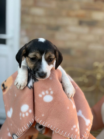 Full bread jack Russell puppies 2 girls left !!