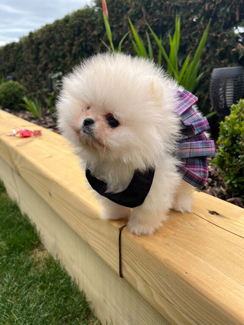 Cute Female Pomeranian