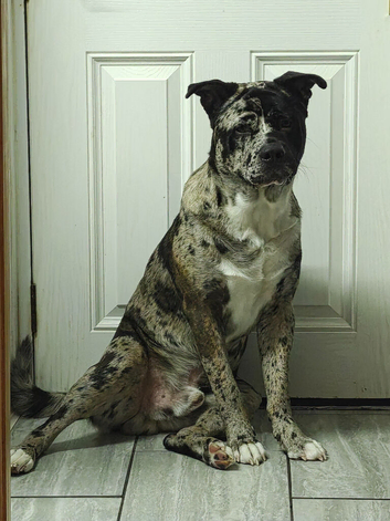 2 beautiful male Akita crosses for sale