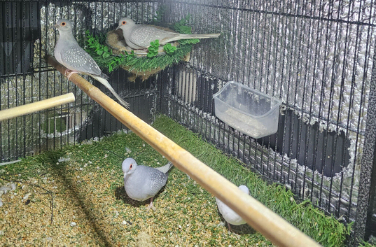 Beautiful breeding Pairs of diamond doves with babies