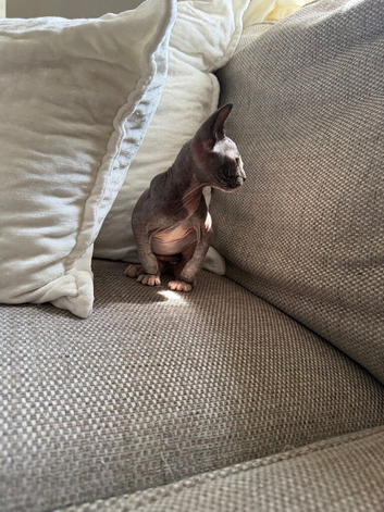 Male black-and-white (bicolor) Sphynx kitten with blue eyes