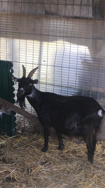 Black and white nanny goat
