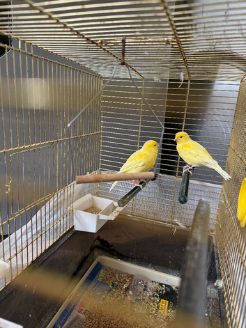 2 canary birds