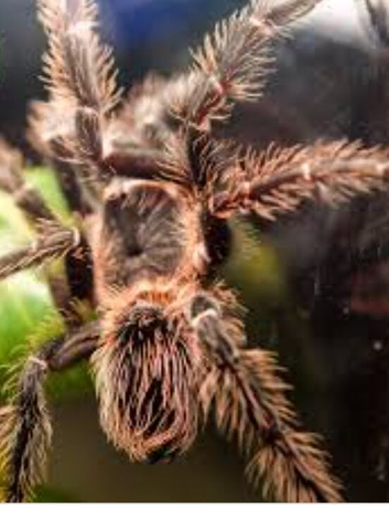 Salmon pink birdeater