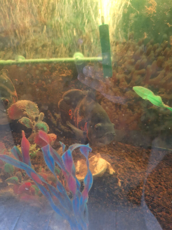 Tiger oscar fish