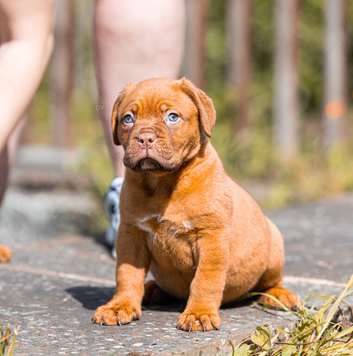 Dogue De Bordeaux