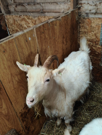 Guernsey type nanny looking for loving home