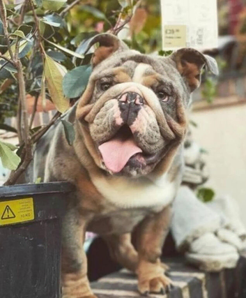 Male - needs to be only dog