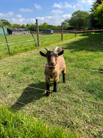 4month old wether