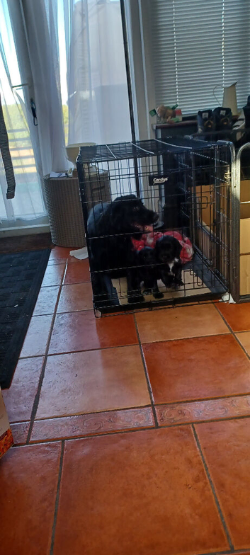 Working cocker 2 bitches both black with white bibs