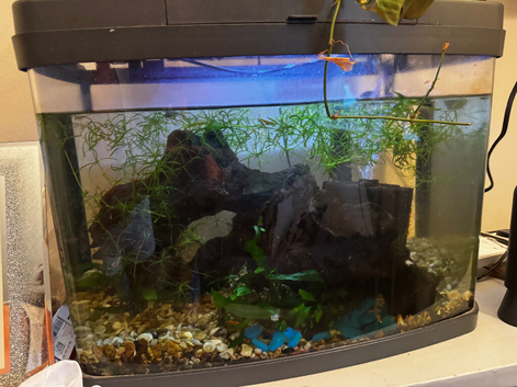 40ltr pets at home tank full of shrimp
