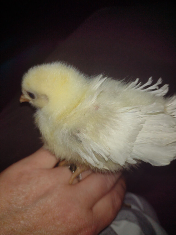 Hybrids and pure chicks 9 all together