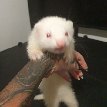 Ferret