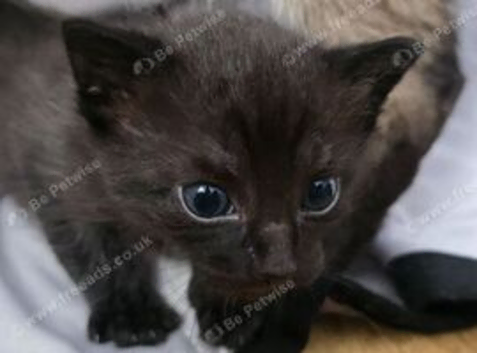 3 left Siamese Cross British Shorthair