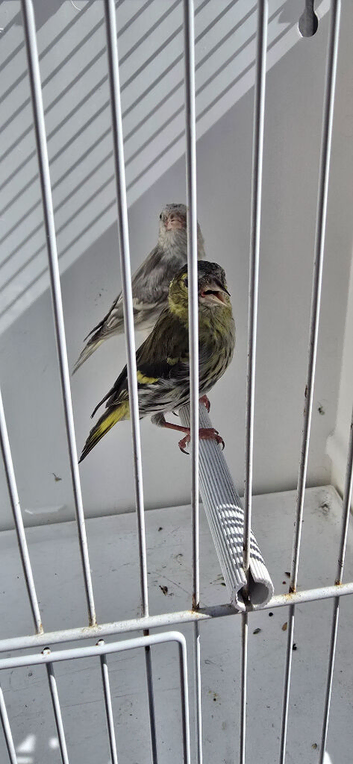 BEAUTIFUL PAIR SISKIN MUTATION COLOUR