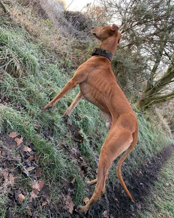 Bull whippet grey