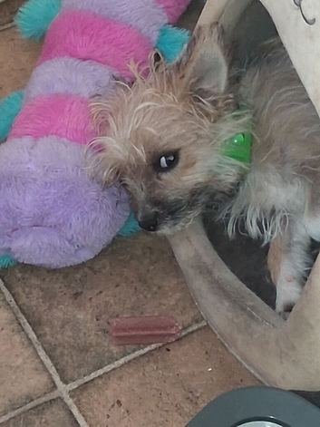 Lovely little boy needs a new good home