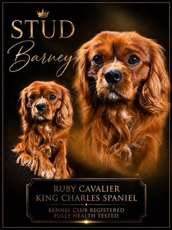 Kc Health Tested Ruby Cavalier King Charles At Stud