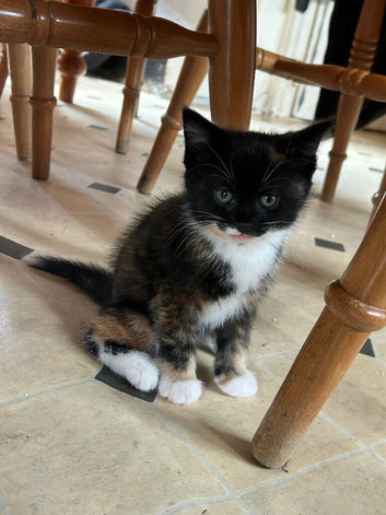 Kittens ready for their new home.