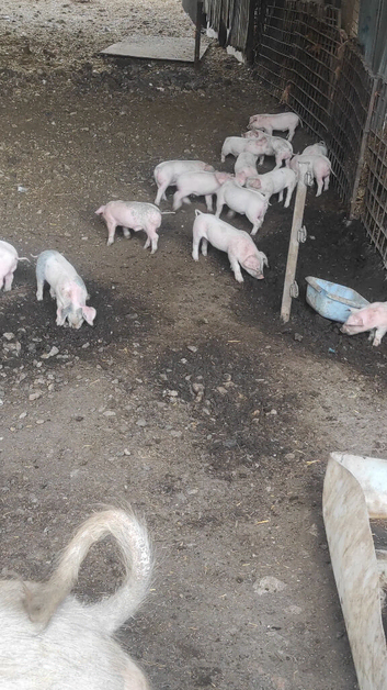 Pedigree large black and Large (Yorkshire) white piglets